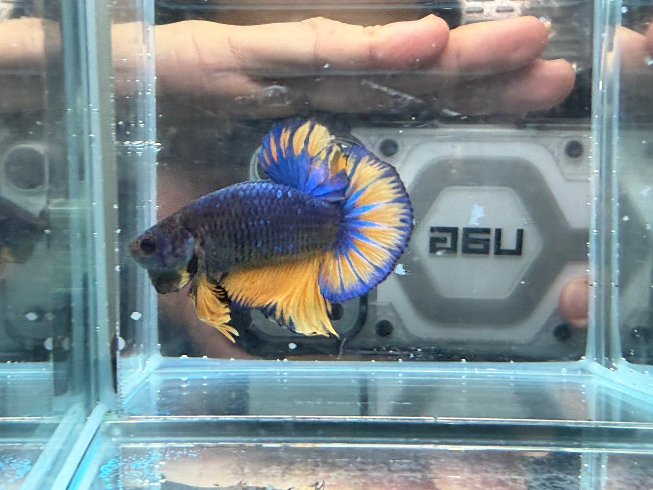 * Betta * HMPK (Actual Fish) #38