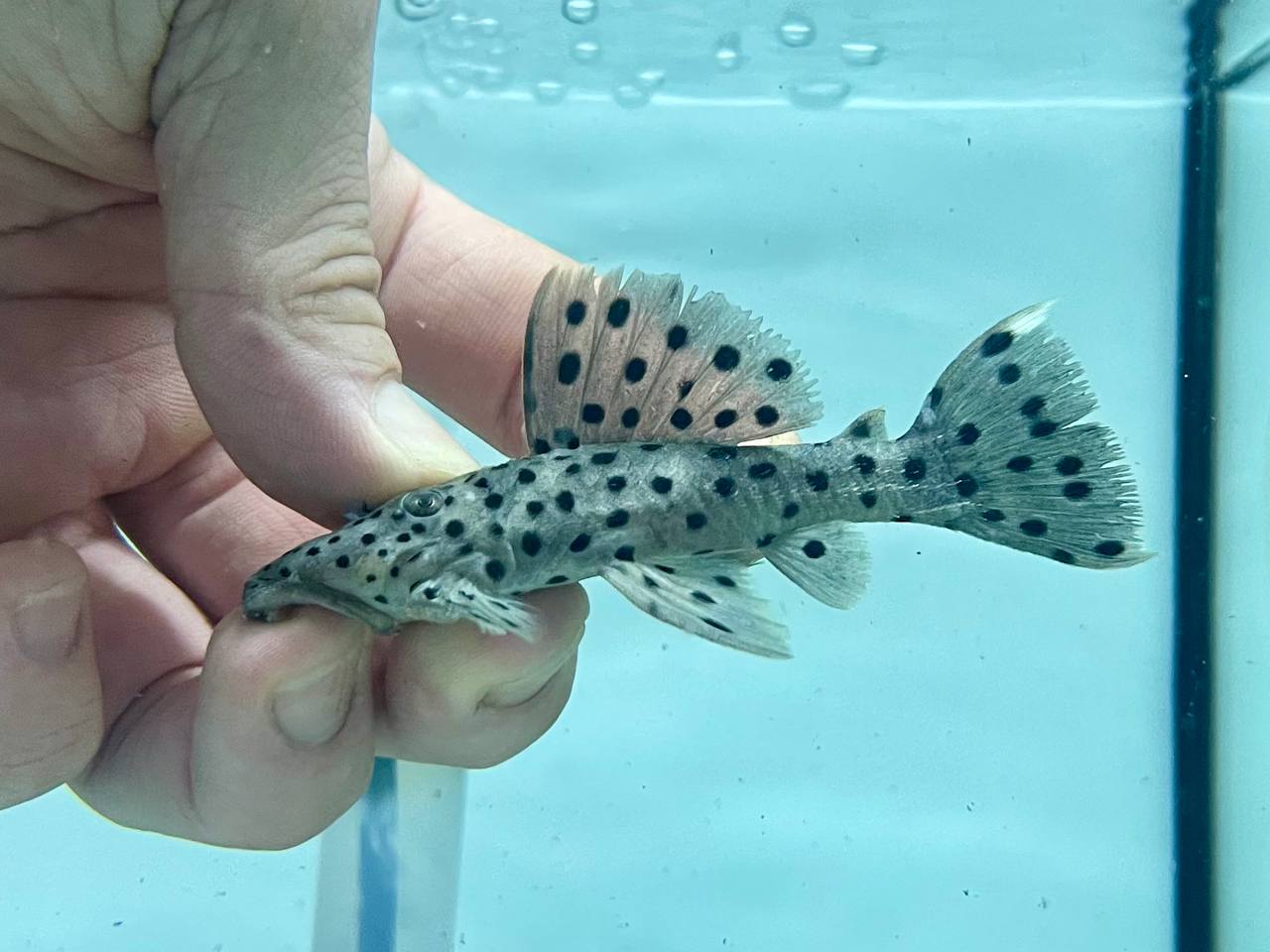 * Pleco * L264 8-10cm