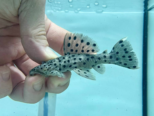 * Pleco * L264 8-10cm