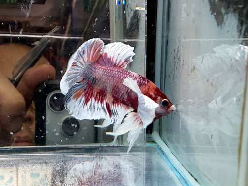 * Betta * HMPK (Actual Fish) #45
