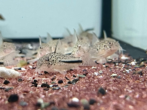* Corydoras * Hoplisoma coppenamense 3cm