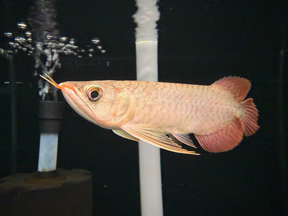 * Arowana * Kalimantan Red Arowana (15-18cm)