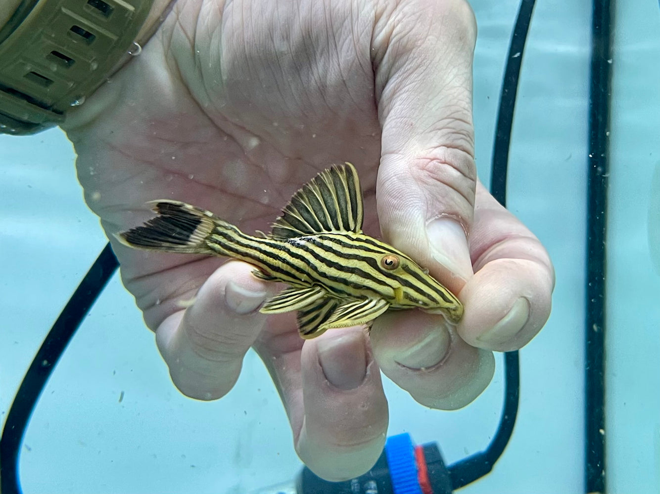 * Pleco *    Panaque ambrusteri (L27c Goldline Araguaia) 6-8cm