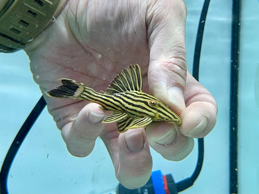 * Pleco *    Panaque ambrusteri (L27c Goldline Araguaia) 6-8cm