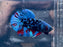 * Betta * Avatar HMPK (Actual Fish) #PK05