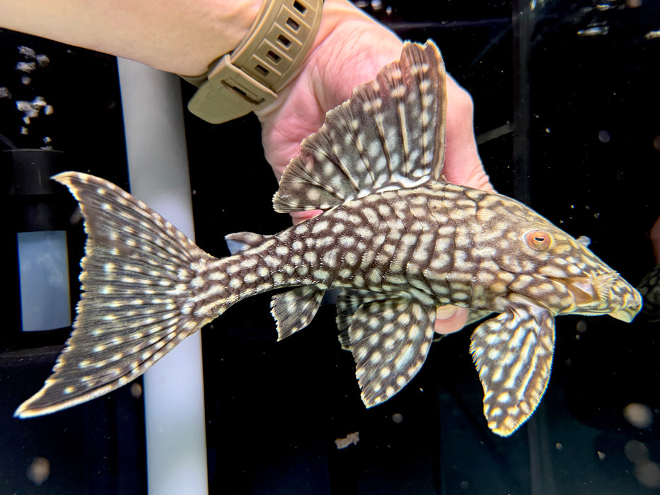 * Pleco * L330 (Watermelon Pleco) Full Spotted 24cm #33011