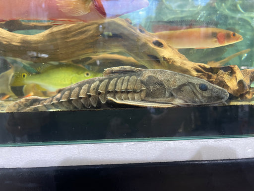 J88.fish - Khám Phá Đại Dương Giải Trí Đỉnh Cao - Cổng Game Hàng Đầu