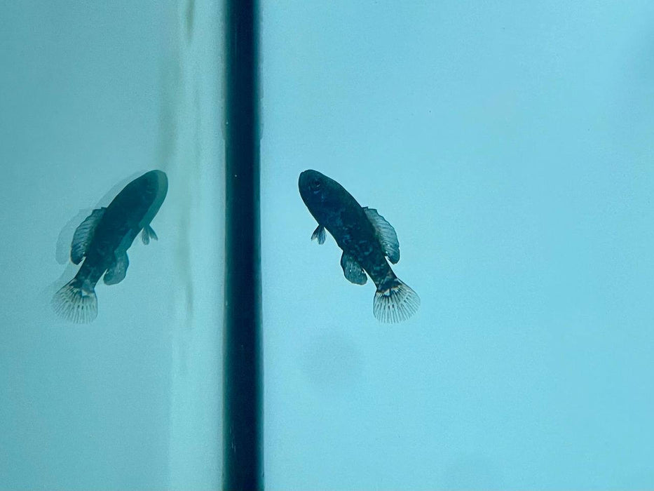 * Other Species *  Elassoma Evergladei (Pygmy Sunfish) 2-3cm