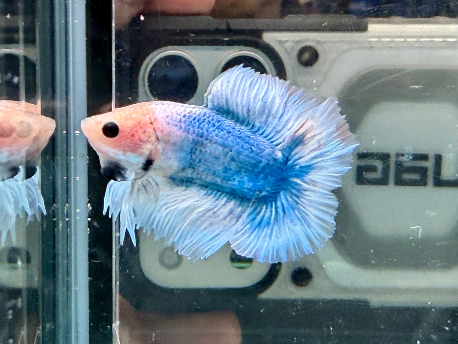 * Betta * Junior DTHM Doubletail Halfmoon (Actual Fish) #31