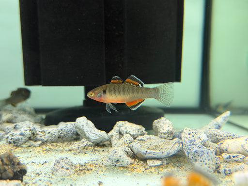 * Other Species * Hypseleotris Compressa (Empire Gudgeon) PAIR