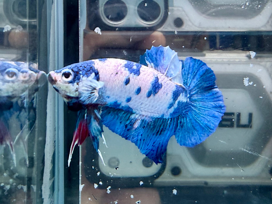 * Betta * HMPK (Actual Fish) #89