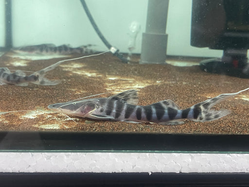 * Catfish *  Merodontotus tigrinus 11-12cm