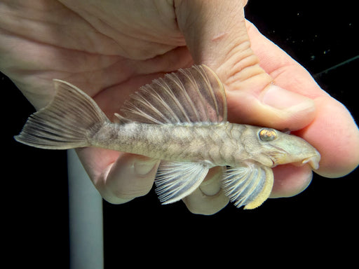 * Pleco *  Spectracanthicus cf. zuanoni (L354) 10-12cm