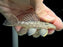 * Pleco *  Spectracanthicus cf. zuanoni (L354) 10-12cm