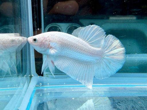 * Betta * HMPK (Actual Fish) #18