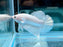 * Betta * HMPK (Actual Fish) #18