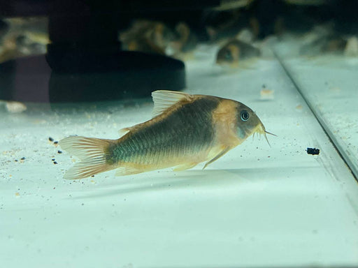 * Corydoras *  Osteogaster eques 5cm (Corydoras Eques)