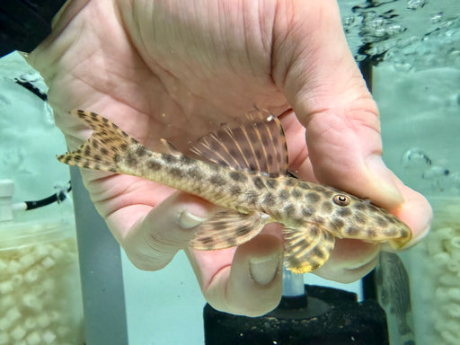 * Pleco *  Hypostomus Fuscomaculatus (L233) 10-13cm
