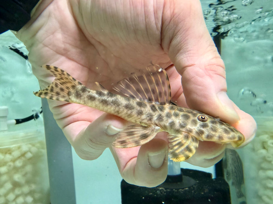 * Pleco *  Hypostomus Fuscomaculatus (L233) 10-13cm