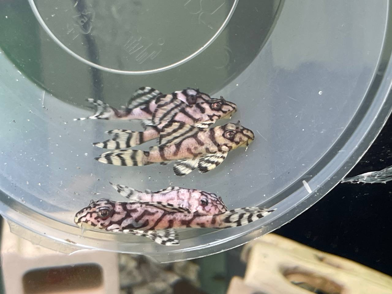 * Pleco *  L236 White 5cm