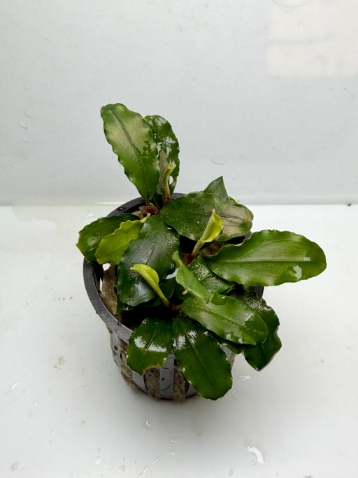 * Plants * Bucep sp. (Pot) (AA)