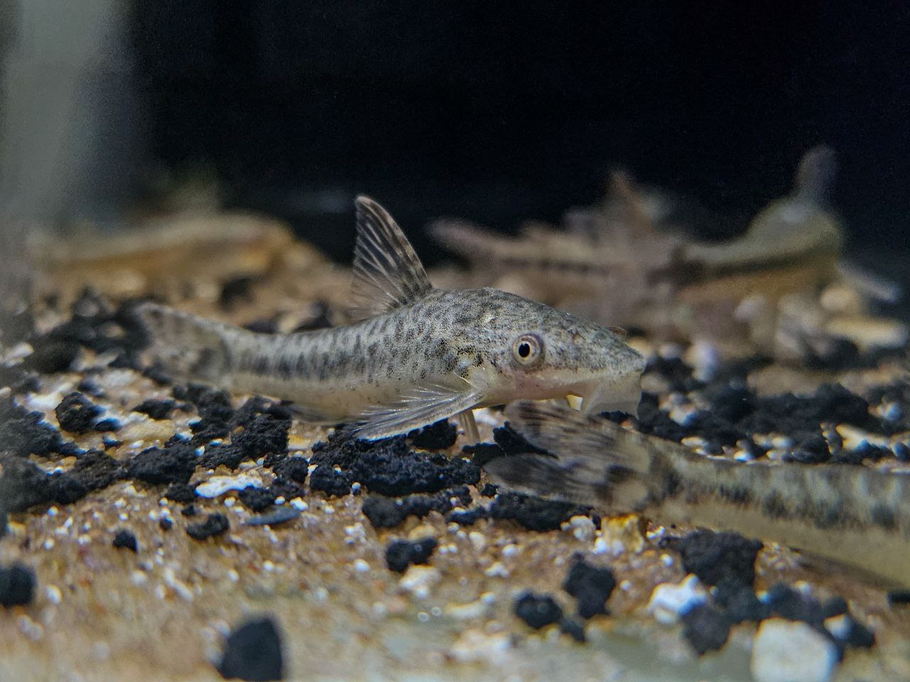 * Pleco *  Otocinclus mimulus