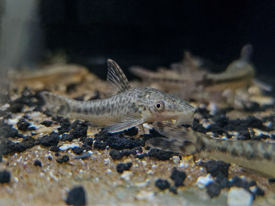* Pleco *  Otocinclus mimulus