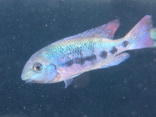 * Cichlids * Paraneetroplus Gibbiceps (Teapa Cichlid) 15-18cm