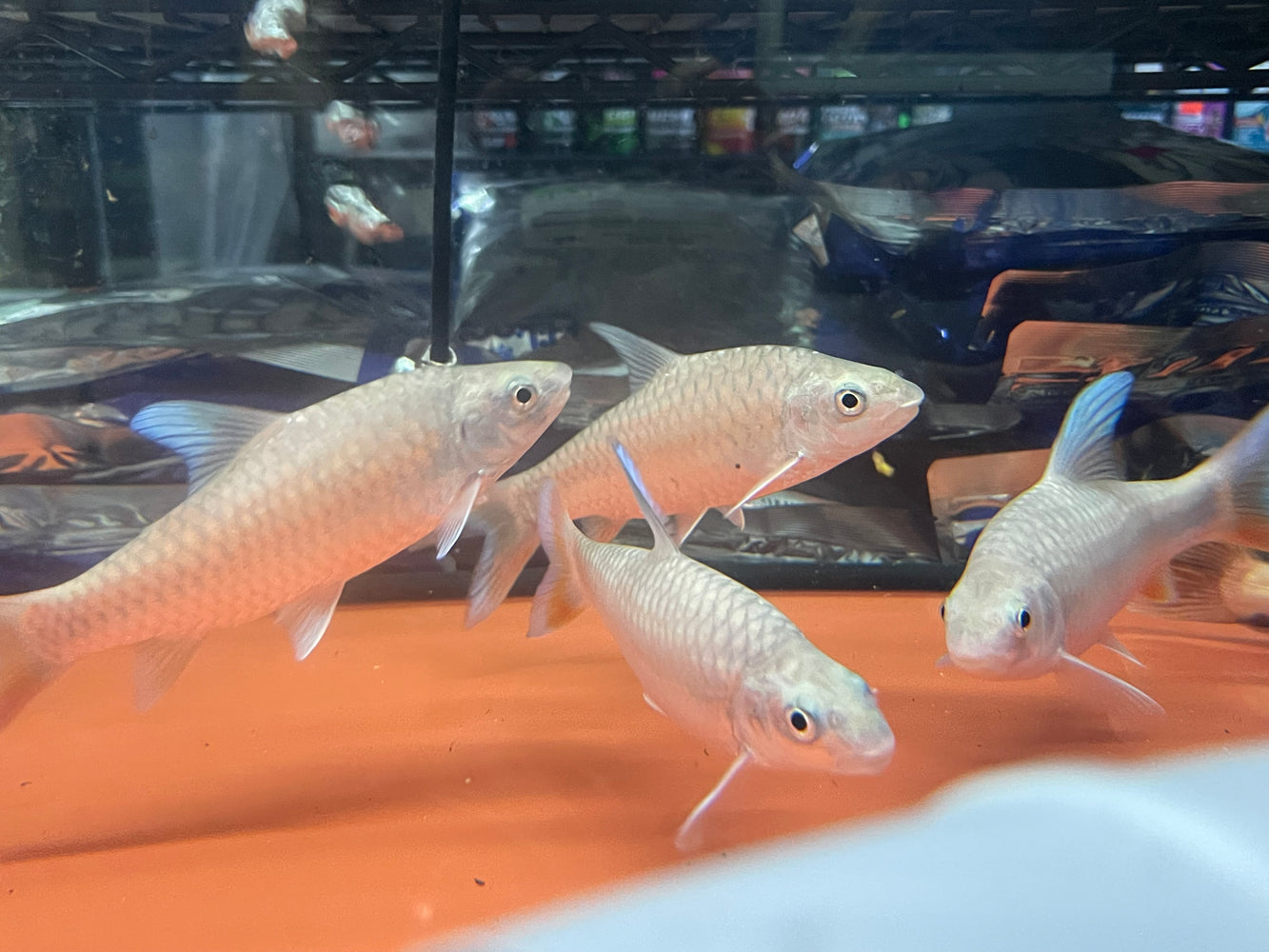 * Other Species * Labeobarbus sp. Malagarasi “Tanzania” (Rainbow Mahseer) 20-25cm