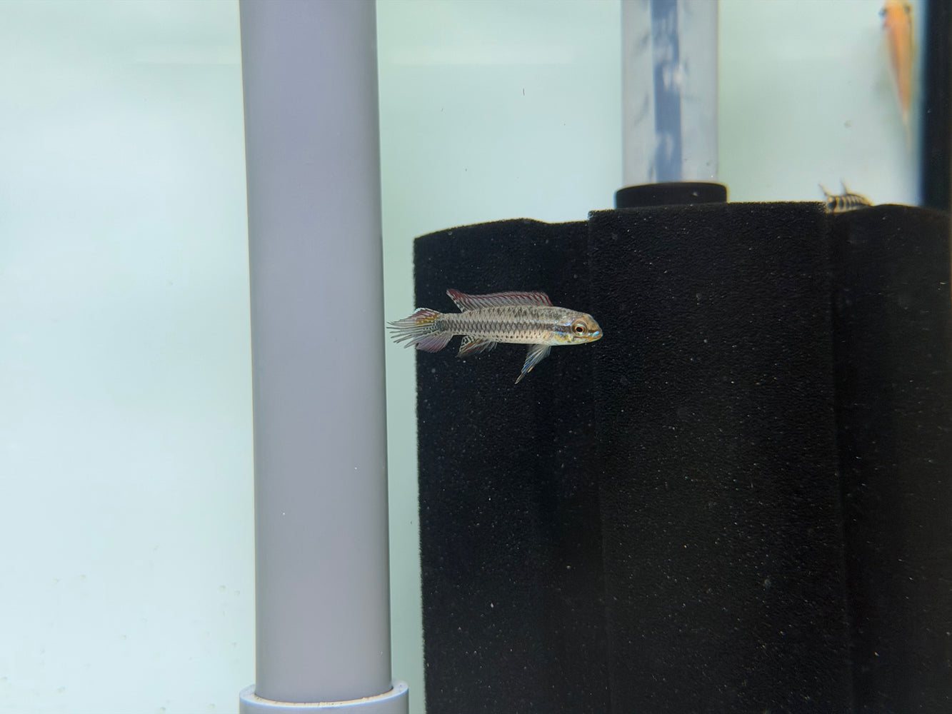 * Cichlids *  Taeniacara candidi (Pair)