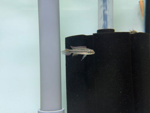 * Cichlids *  Taeniacara candidi (Pair)
