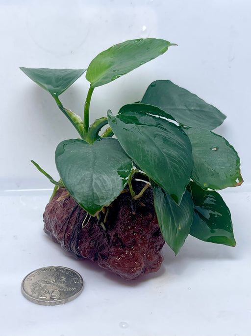 * Plants* Anubias Nana on medium lava rock(5-7cm)