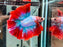 * Betta * DTHM Doubletail Halfmoon (Actual Fish) #53