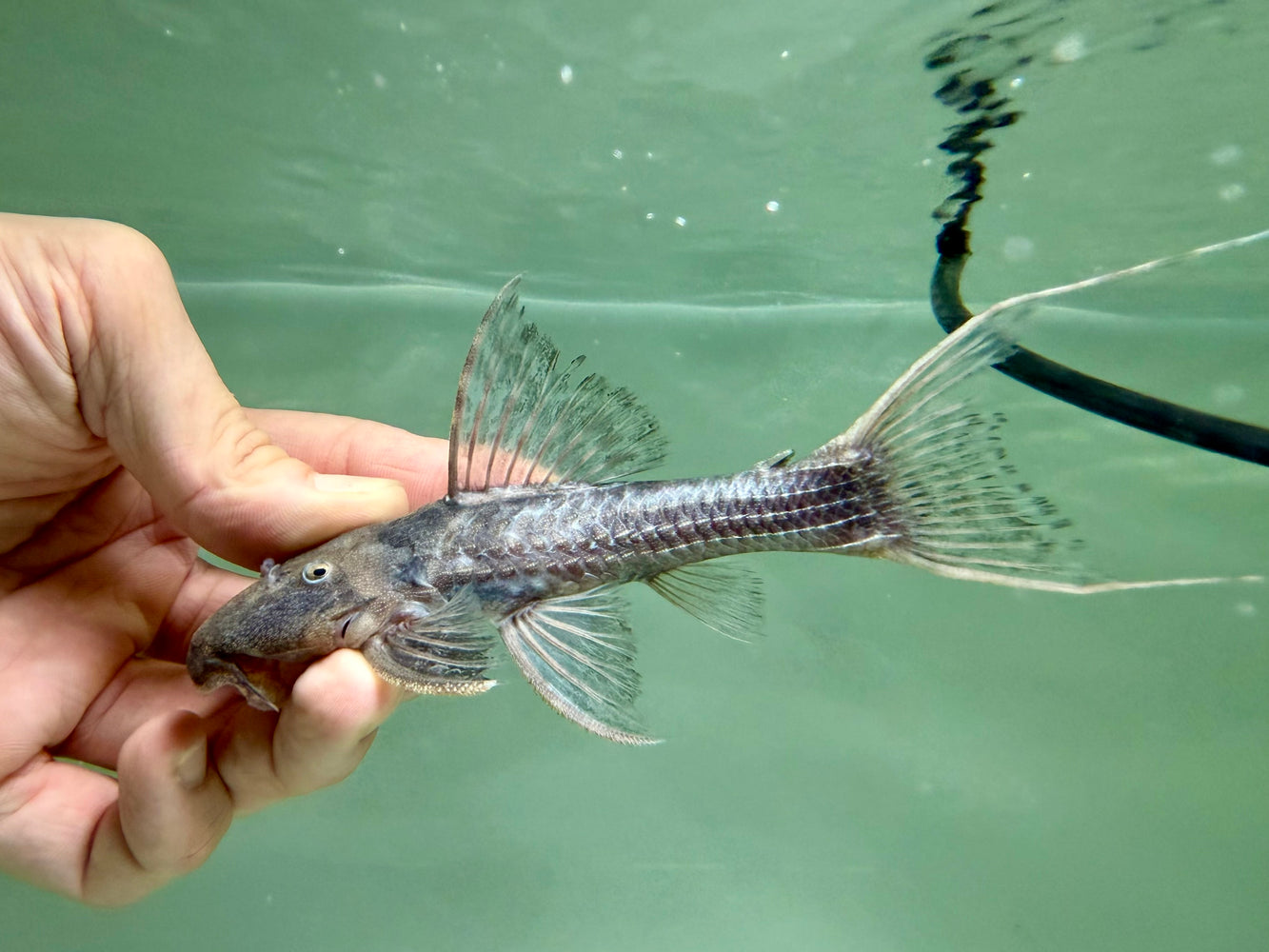 * Pleco *  Pseudacanthicus sp. (L64) 12-14cm