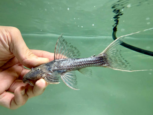 * Pleco *  Pseudacanthicus sp. (L64) 12-14cm