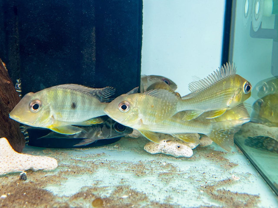 * Cichlids * Geophagus neambi "Tocantins" 10-12cm