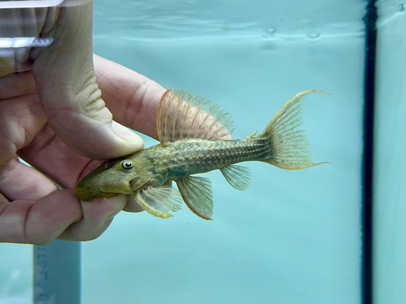 * Pleco *  Pseudacanthicus pitanga (L24 Tucurui) 8-10cm