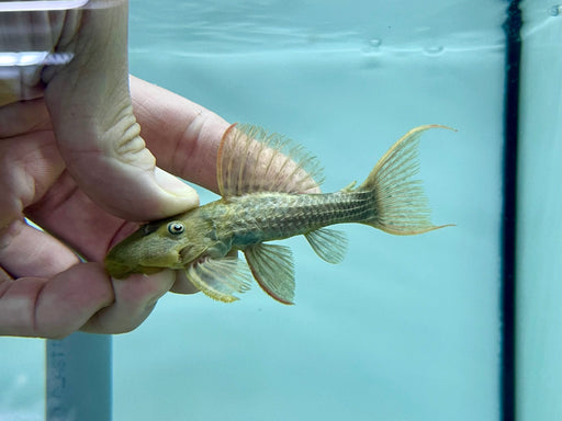 * Pleco *  Pseudacanthicus pitanga (L24 Tucurui) 8-10cm