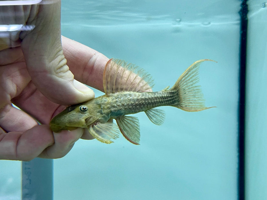 * Pleco *  Pseudacanthicus pitanga (L24 Tucurui) 8-10cm