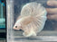 * Betta * Platinum White HM (Actual Fish) #HM11