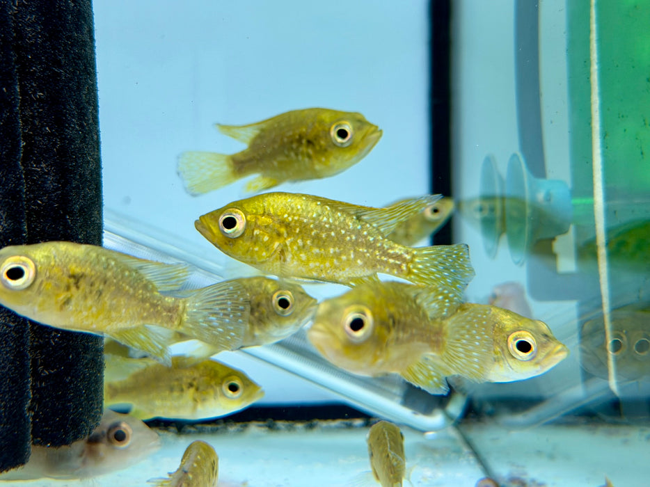 * Cichlid * Paratilapia sp. Andapa