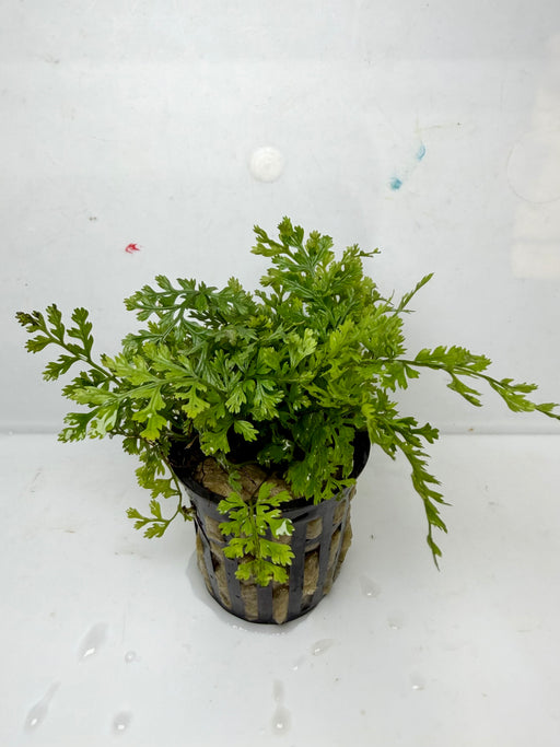 * Plants * Bolbitis Difformis (Pot) (AA)