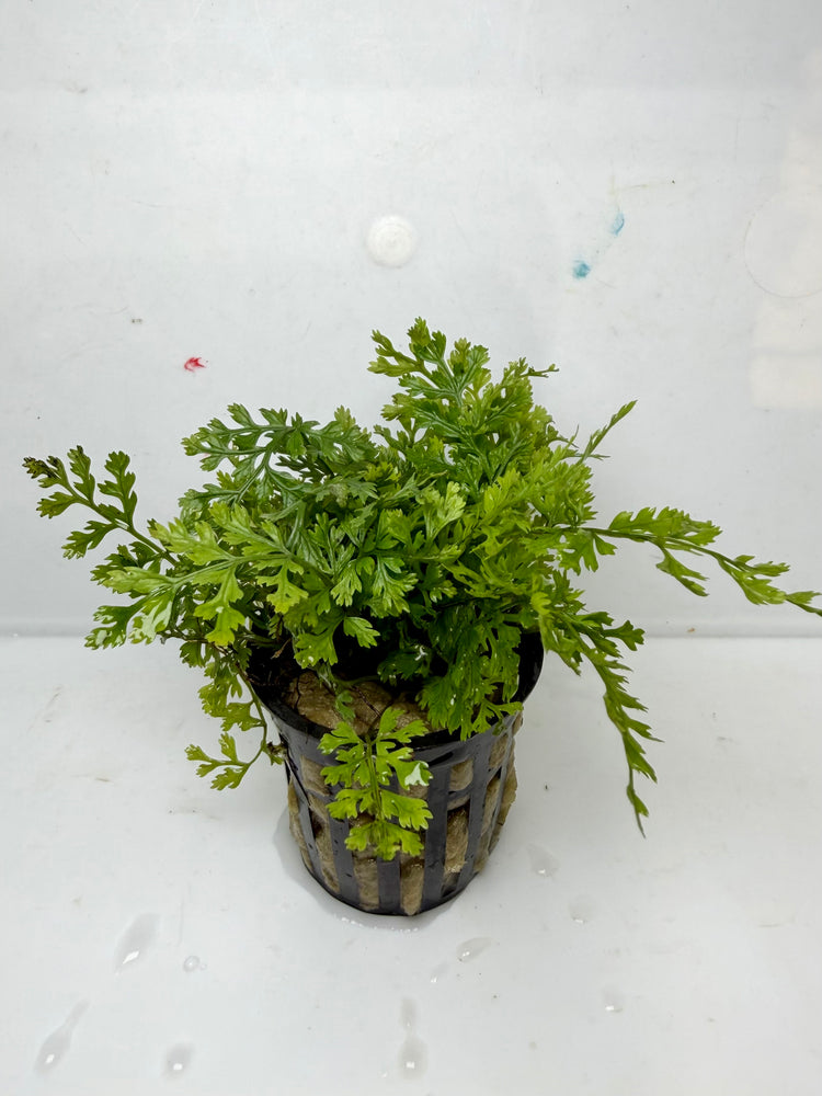 * Plants * Bolbitis Difformis (Pot) (AA)