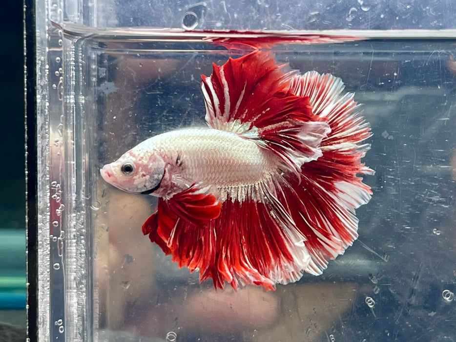 * Betta * Red Dragon HM (Actual Fish) #HM12
