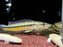 * Cichlids * Crenicichla(Lacustria) Vittata (Caiman Pike Cichlid) 18-20cm *RARE*