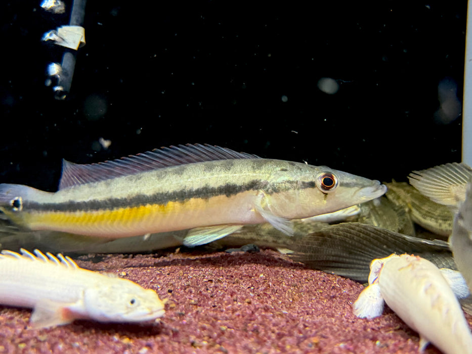 * Cichlids * Crenicichla(Lacustria) Vittata (Caiman Pike Cichlid) 18-20cm *RARE*