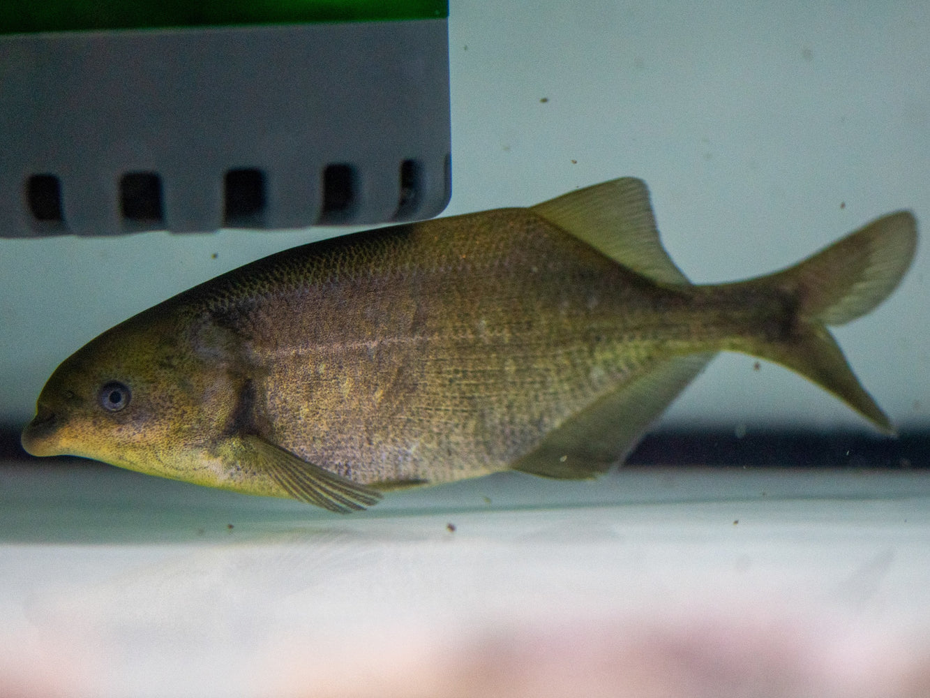 * Other Species * Marcusenius cf. senegalensis Bulldogfish  14-16cm