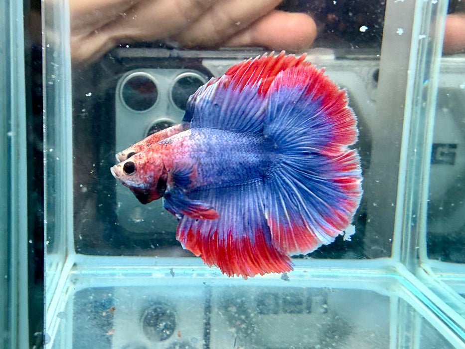 * Betta * DTHM Doubletail Halfmoon (Actual Fish) #44