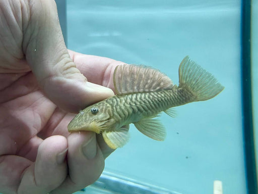* Pleco * L56 6-8cm