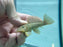 * Pleco * L56 6-8cm